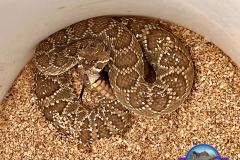Northern Mohave Rattlesnake ©High Desert Wildlife Control