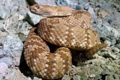 Panamint Rattlesnake    ©High Desert Wildlife Control
