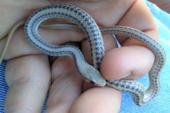Patch-nosed Snake   ©Robert Conner Jr
