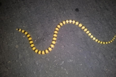 Mohave Shovelnose      ©High Desert Wildlife Control