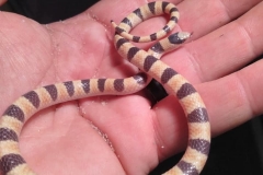 Mohave Shovelnose      ©High Desert Wildlife Control