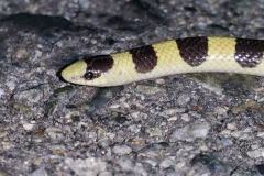 Mohave Shovelnose      ©High Desert Wildlife Control