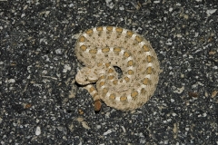 Mohave Desert Sidewinder  ©High Desert Wildlife Control