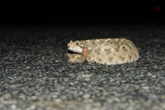 Mohave Desert Sidewinder  ©High Desert Wildlife Control