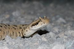 Mohave Desert Sidewinder  ©High Desert Wildlife Control