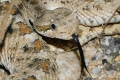 Mohave Desert Sidewinder  ©High Desert Wildlife Control