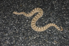 Mohave Desert Sidewinder - © High Desert Wildlife Control