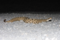 Mohave Desert Sidewinder  ©High Desert Wildlife Control