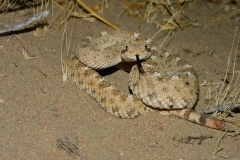 Mohave Desert Sidewinder  ©High Desert Wildlife Control