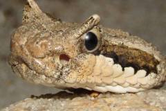 Mohave Desert Sidewinder  ©High Desert Wildlife Control