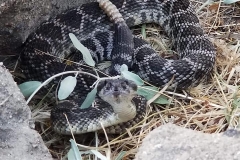 Southern Pacific Rattlesnake ©High Desert Wildlife Control