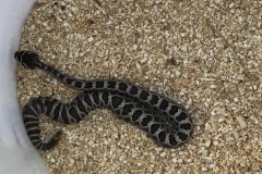 Southern Pacific Rattlesnake ©High Desert Wildlife Control