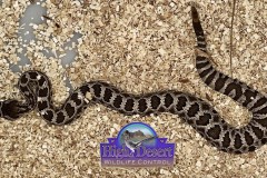 Southern Pacific Rattlesnake ©High Desert Wildlife Control
