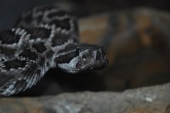 Southern Pacific Rattlesnake ©High Desert Wildlife Control