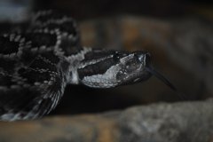 Southern Pacific Rattlesnake ©High Desert Wildlife Control