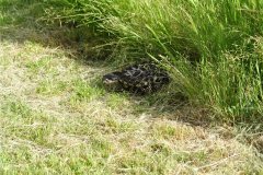 Southern Pacific Rattlesnake ©High Desert Wildlife Control