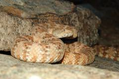Southwestern Speckled Rattlesnake ©High Desert Wildlife Control