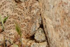 Southwestern Speckled Rattlesnake ©High Desert Wildlife Control