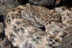 Southwestern Speckled Rattlesnake ©High Desert Wildlife Control