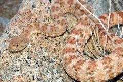 Southwestern Speckled Rattlesnake ©High Desert Wildlife Control