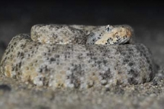 Southwestern Speckled Rattlesnake ©High Desert Wildlife Control
