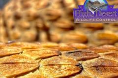 Southwestern Speckled Rattlesnake ©High Desert Wildlife Control