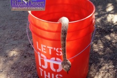 Southwestern Speckled Rattlesnake ©High Desert Wildlife Control