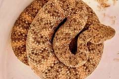 Southwestern Speckled Rattlesnake ©High Desert Wildlife Control