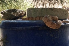 Southwestern Speckled Rattlesnake ©High Desert Wildlife Control