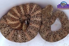 Southwestern Speckled Rattlesnake ©High Desert Wildlife Control