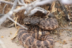 Southwestern Speckled Rattlesnake ©High Desert Wildlife Control