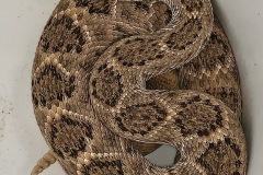 Western Diamondback Rattlesnake  ©High Desert Wildlife Control