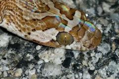 loyre-snake-1-tyler