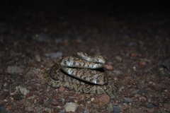 Western Lyre Snake ©Roxanne Rogone
