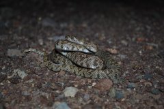 Western Lyre Snake ©Roxanne Rogone