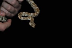 Western Lyre Snake ©Roxanne Rogone