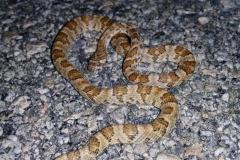 lyre-snake-2-tyler