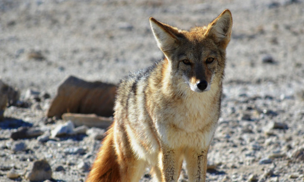 Coyote - How to Live With Coyotes - DesertUSA
