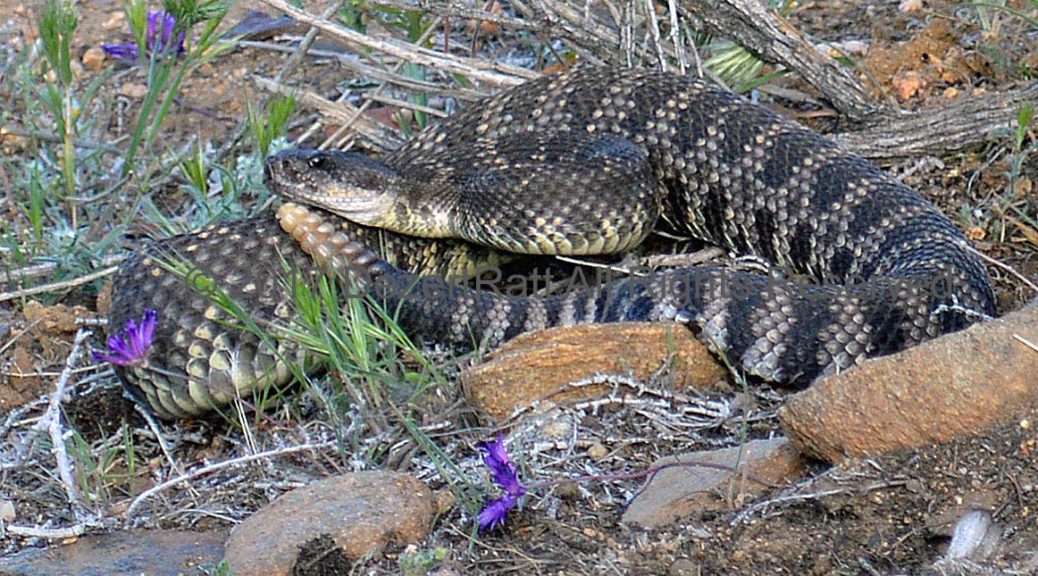 Southern Pacific Rattlesnake High Desert Wildlife Control LLC