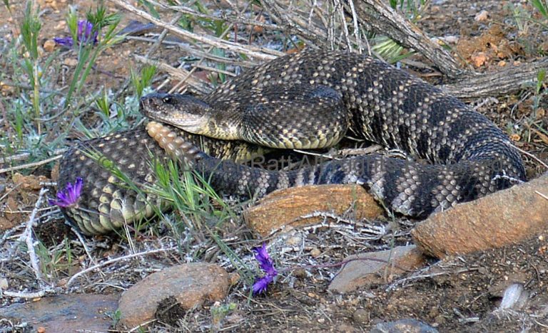 High Desert Wildlife Control Rattlesnake Removal 760-961-5980