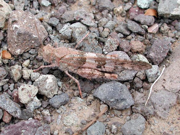 The Pallid-Winged Grasshopper: They’re everywhere!