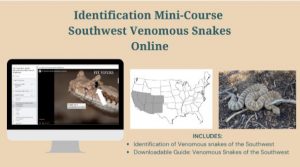 U.S. Venomous Snake Identification Mini Course: Southwest Online High Desert Wildlife Control