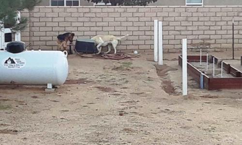 Dogs attacking rabbits in a hutch on private property. All rabbits killed.