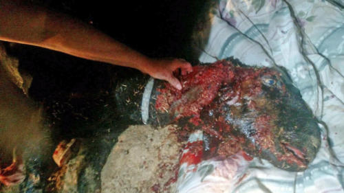 Rosie: Goat attacked in her own barn stall by two dogs. Apple Valley