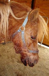 Sugar after attack by dogs on her own property