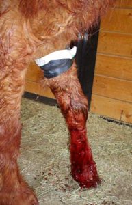 Sugar, after attack by dogs on her own property.  Sugar died a few days later. 