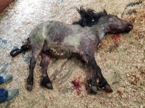 Rusty after he was killed on his owner's property by dogs.