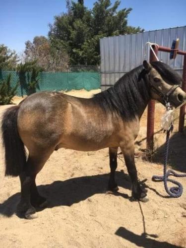 Rusty before he was attacked and killed by dogs on his owner's property.